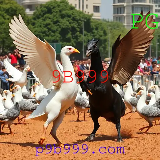 Rinha de galos